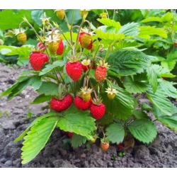 nasiona owoców Poziomka Rugia