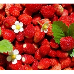 nasiona owoców Poziomka Rugia