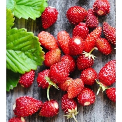 nasiona owoców Poziomka Rugia