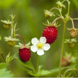 nasiona owoców Poziomka Rugia