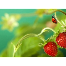 nasiona owoców Poziomka Rugia