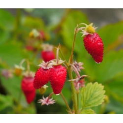 nasiona owoców Poziomka Rujana