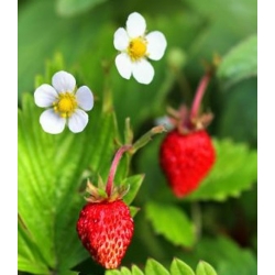 nasiona owoców Poziomka Rujana