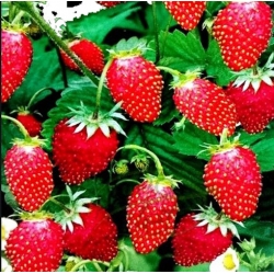 nasiona owoców Poziomka Rujana