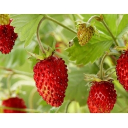 nasiona owoców Poziomka Rujana