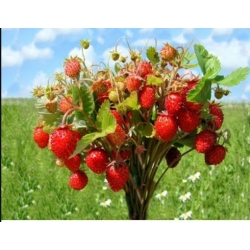 nasiona owoców Poziomka Rujana