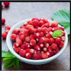 nasiona owoców Poziomka Rujana