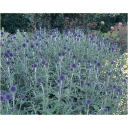 nasiona Przegorzan swikx141