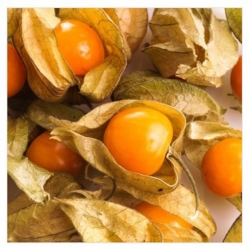 nasiona owoców Rodzynek brazylijski