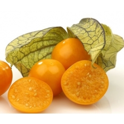 nasiona owoców Rodzynek brazylijski