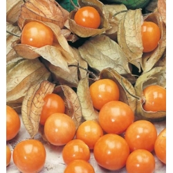 nasiona owoców Rodzynek brazylijski