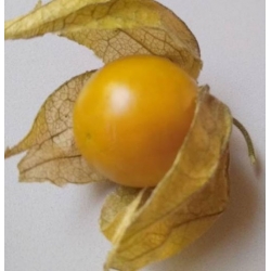 nasiona owoców Rodzynek brazylijski