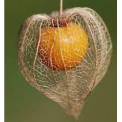 nasiona owoców Rodzynek brazylijski