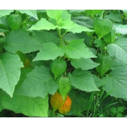 nasiona owoców Rodzynek brazylijski