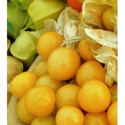 nasiona owoców Rodzynek brazylijski