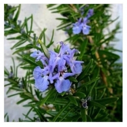 nasiona Rozmaryn lekarski swikx256