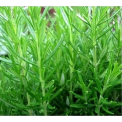 nasiona Rozmaryn lekarski swikx256