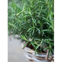 nasiona Rozmaryn lekarski swikx256