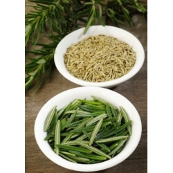 nasiona Rozmaryn lekarski swikx256