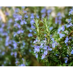 nasiona Rozmaryn lekarski swikx256