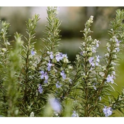 nasiona Rozmaryn lekarski swikx256