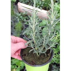 nasiona Rozmaryn lekarski swikx256