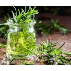 nasiona Rozmaryn lekarski swikx256