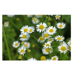 nasiona Rumianek pospolity biały swikx111