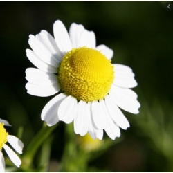 nasiona Rumianek pospolity biały swikx111