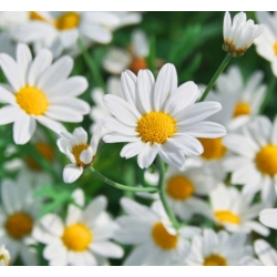 nasiona Rumianek pospolity biały swikx111