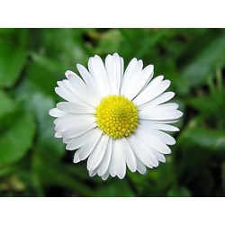 nasiona Rumianek pospolity biały swikx111