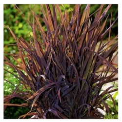 nasiona Ryż ozdobny Black Madras swikx230