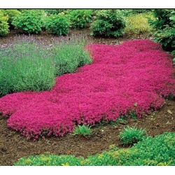 nasiona Skalnica kolorowy dywan w ogrodzie! swikx201