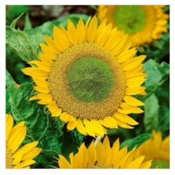 nasiona Słonecznik Green Hobbit swikx251