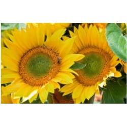 nasiona Słonecznik Green Hobbit swikx251