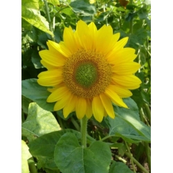 nasiona Słonecznik Green Hobbit swikx251