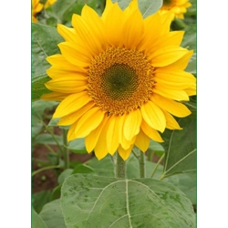 nasiona Słonecznik Green Hobbit swikx251