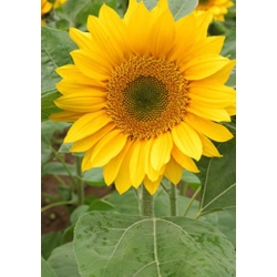 nasiona Słonecznik Green Hobbit swikx251