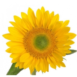 nasiona Słonecznik Green Hobbit swikx251