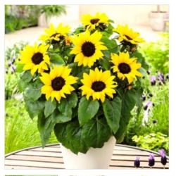 nasiona Słonecznik Polino Cola swikx250