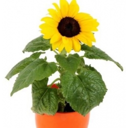 nasiona Słonecznik Polino Cola swikx250