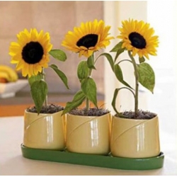 nasiona Słonecznik Polino Cola swikx250