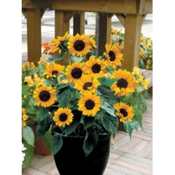 nasiona Słonecznik Polino Cola swikx250