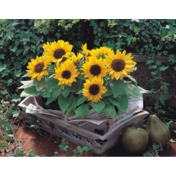 nasiona Słonecznik Polino Cola swikx250