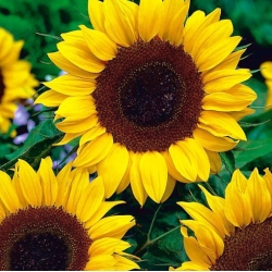 nasiona Słonecznik Polino Cola swikx250