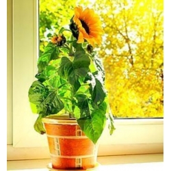 nasiona Słonecznik Polino Cola swikx250