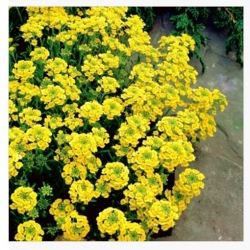 nasiona Smagliczka górska swikx134