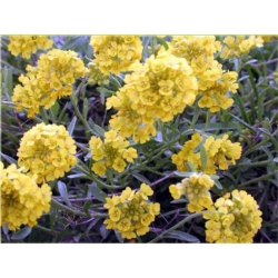 nasiona Smagliczka górska swikx134