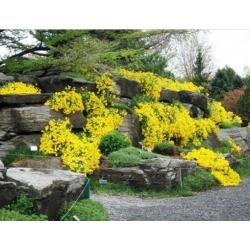 nasiona Smagliczka górska swikx134