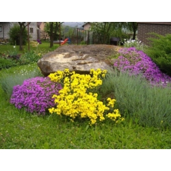 nasiona Smagliczka górska swikx134